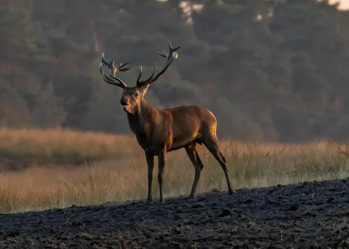 Ferienhaus Eifel-ardennen Blockhaus Viebighaus *